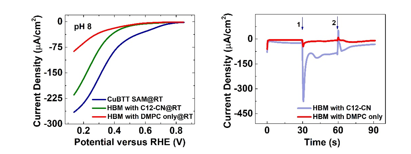 Lipid-covered Electrodes Dictate Dioxygen Reduction Performance in Fuel Cells